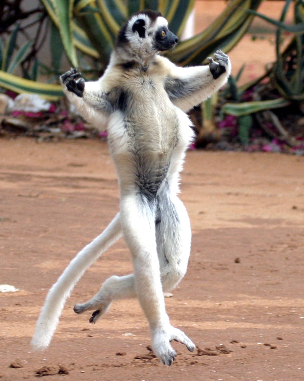 The Lemurs of Madagascar